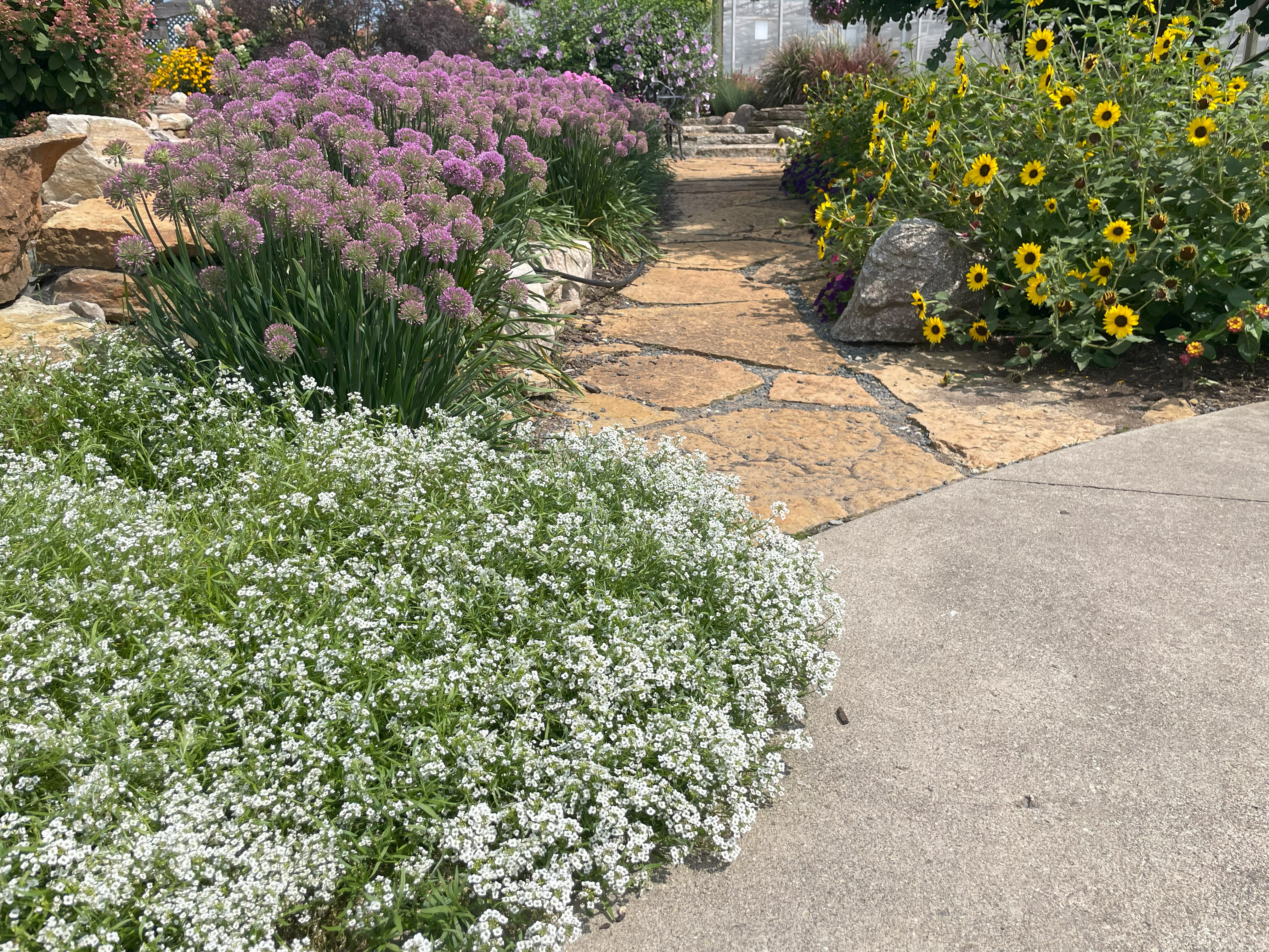 A garden path lined with colorful flower beds. Foreground features a patch of white alyssum, with lavender alliums to the left and bright yellow sunflowers to the right, leading toward a greenhouse.